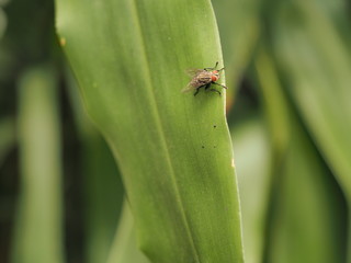 fly on green leaf, small life in garden