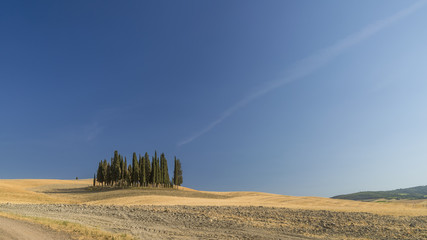 The famous group of cypresses in the Val d'Orcia near San Quirico, Siena, Italy, in the summer season