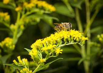 Bee on Solidago canadensis blossom