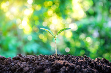 Young plant growing in nature.