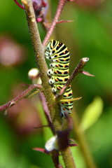 Raupe vom Schwalbenschwanz