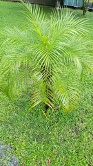 palmera
