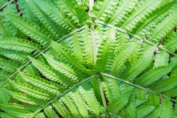 Fern in the forest, Thailand.