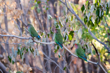 Three rosy faced lovebirds
