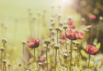 Poppy flowers field, vintage style