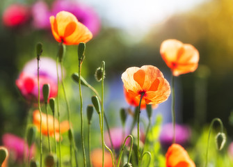 Vibrant poppy flowers in bright sunshine