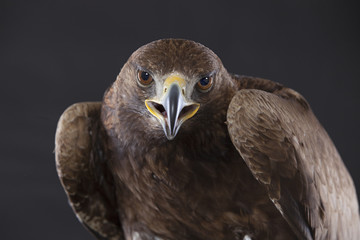 Steinadler frontal als Studioaufnahme