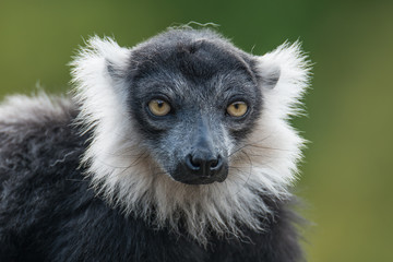 Portrait of black and white ruffed lemur at smooth background © neurobite