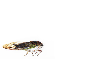 Cicada against white background