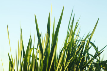 Blades of grass against blue sky