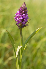 Southern marsh orchid (Dactylorhiza praetermissa). Plant in the family Orchidaceae in flower in British grassland