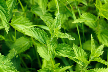 Stinging nettles growing in the wild
