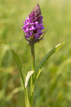 Fototapeta Southern marsh orchid (Dactylorhiza praetermissa). Plant in the family Orchidaceae in flower in British grassland