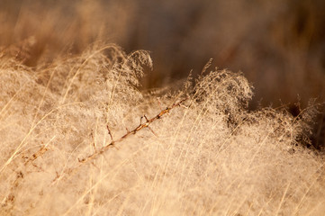 African grasses
