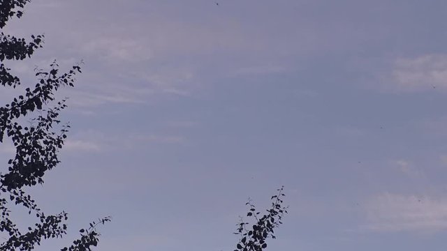 Swallows, swifts fly, insects hunt in the evening
