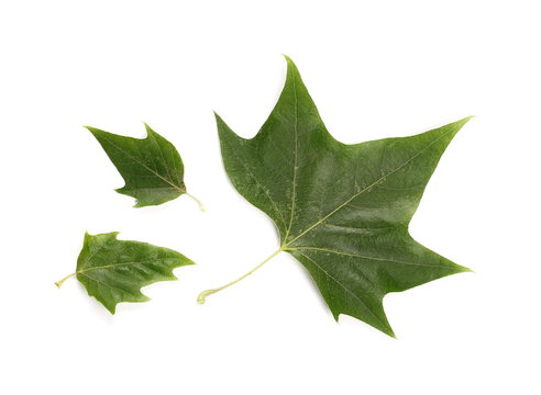 Plane tree, sycamore leaves and flowers isolated on white