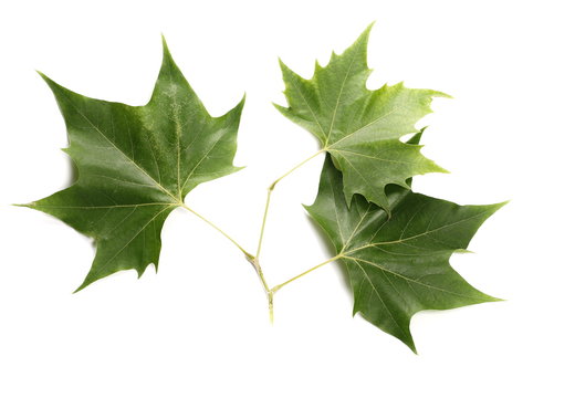 Plane tree, sycamore leaves and flowers isolated on white
