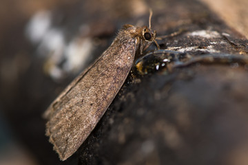 Common lutestring moth (Ochropacha duplaris) feeding. British insect in the family Drepanidae using proboscis to eat honey on branch