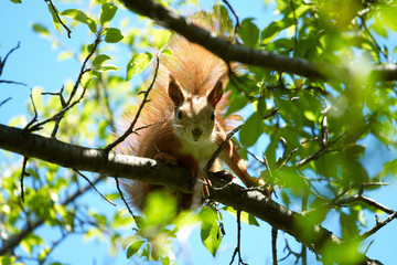 squirrel among the tree brunches.