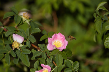 Obraz premium morning sunlight and the flying bee above the blooming rose