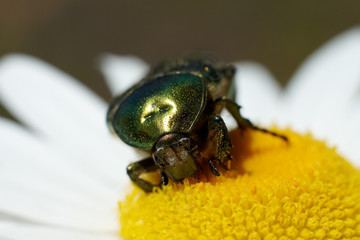 Green beetle is on the chamomile flower. Macro view