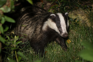 European badger (Meles meles) foraging. Carnivore in family Mustelidae hunting for invertebrates amongst vegetation in Somerset, UK