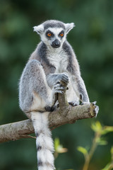 Portrait of ring-tailed Madagascar lemur at smooth background