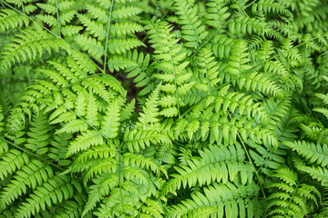 Green leaves of the fern. Natural background.