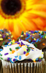 Focus on chocolate cupcakes with sprinkles and frosting