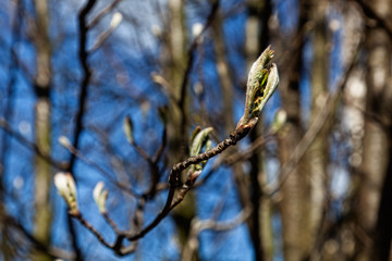 Green buds are on tree in spring