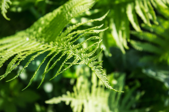 Young fern leaf close-up on blurred background. Selective focus. Natural background. Close-up.