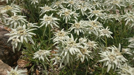 エーデルワイス