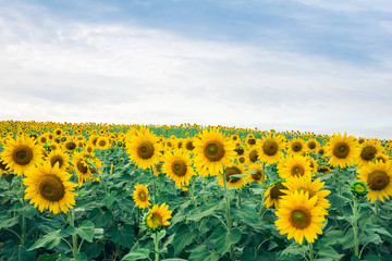 Beautiful landscape with sunflower field