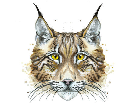 Painted drawing watercolor animal predator lynx, printshop, art decor