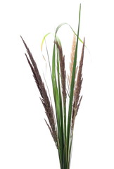Dry common bulrush, isolated on white background © dule964