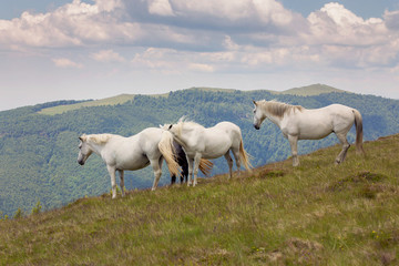 Fototapeta premium Horses relaxing in the summer sun