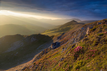 Summer sunrise landscape in the Carpathians Mountains, on Transalpina mountain road, Romania. Pink rhododendron flowers on summer mountain. Selective focus