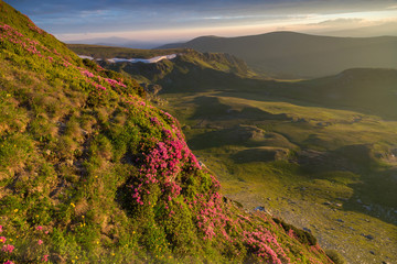 Summer sunrise landscape in the Carpathians Mountains, on Transalpina mountain road, Romania. Pink rhododendron flowers on summer mountain. Selective focus