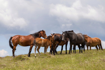 Obraz premium Horses relaxing in the summer sun