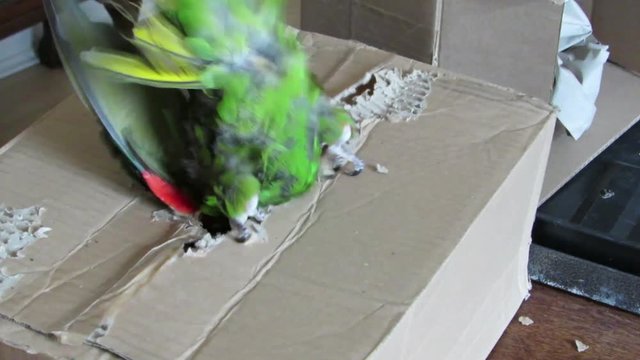 Pet green parrot climbs into a chewed cardboard box to hide and play. Hahn's macaw (Diopsittaca nobilis nobilis) companion pet bird also known as red-shouldered macaw, and mini macaw.