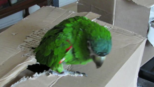 Pet green parrot climbs out of a chewed cardboard box while playing. Hahn's macaw (Diopsittaca nobilis nobilis) companion pet bird also known as red-shouldered macaw, and mini macaw.