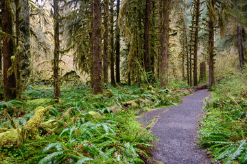 Hoh Rainforest in Olympic National Park