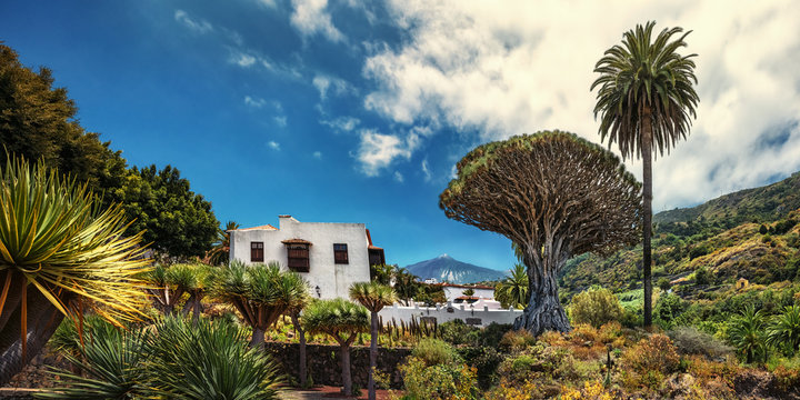 Teneriffa, Drago, Teide, Icod de los Vinos