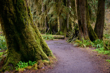Hoh Rainforest in Olympic National Park