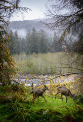 Young Elk, Hoh Rainforest in Olympic National Park
