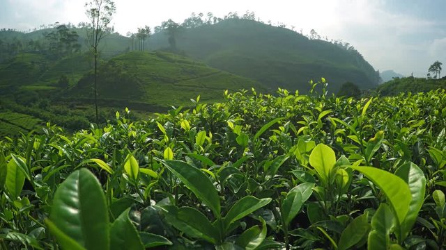 Passing Close over Young Leaves of Tea Bushes in Sri Lanka