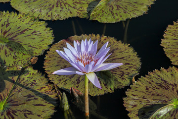 Water Lily and lily pad