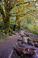 Quinault Rainforest in Olympic National Park