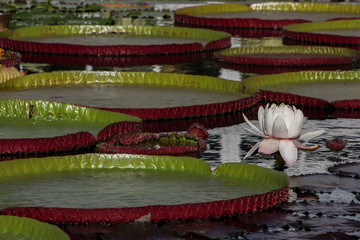 Lotus and large lily pads
