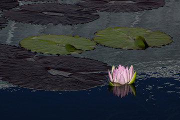 Lotus blossoms through the water